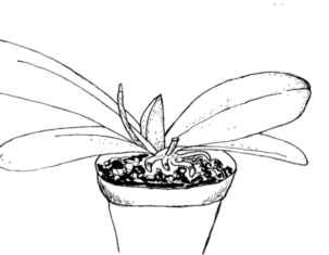 a new flower spike will grow soon